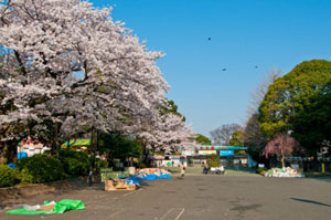 sakura